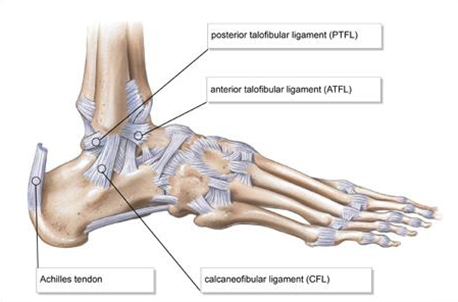 Ankle Injury